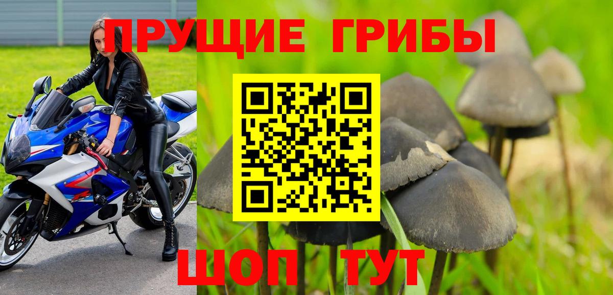 закладки  Вход с VPN  Знаменск  Галлюциногенные грибы Psilocybine cubensis 