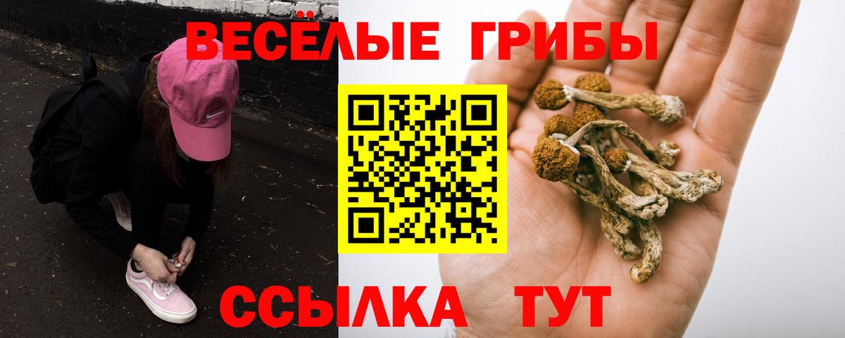 Псилоцибиновые грибы Psilocybe Знаменск